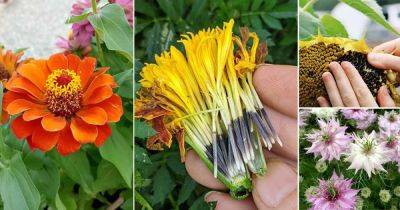 16 Flowers that Grow from Petals - balconygardenweb.com