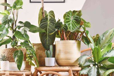 8 Trendy Houseplants You'll See Everywhere in 2024 - thespruce.com