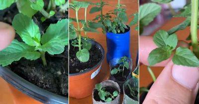Grow Unlimited Supply of Mint With This One Trick - balconygardenweb.com