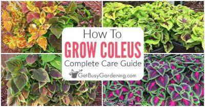 How To Care For Coleus Plants - getbusygardening.com