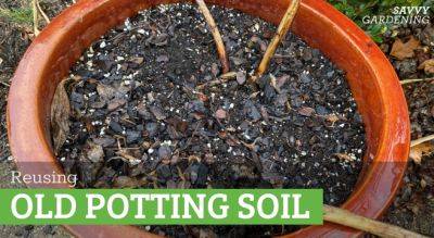Can You Reuse Potting Soil? Yes, and Here's How - savvygardening.com