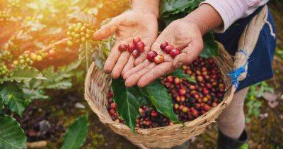 How to Propagate Coffee Beans - gardenerspath.com