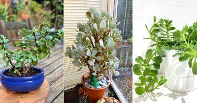 5 Succulents That Look Like Jade Plant - balconygardenweb.com