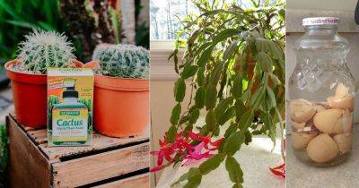 12 Most Potent Christmas Cactus Fertilizers - balconygardenweb.com