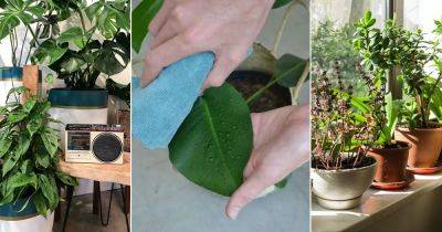 Plant Spa Day Routine: 6 Best Tricks for Happy Plants - balconygardenweb.com