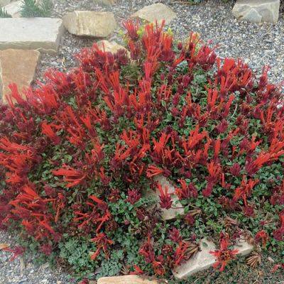 Evergreen Perennials for the Mountain West - finegardening.com - Iran - Turkey - state California