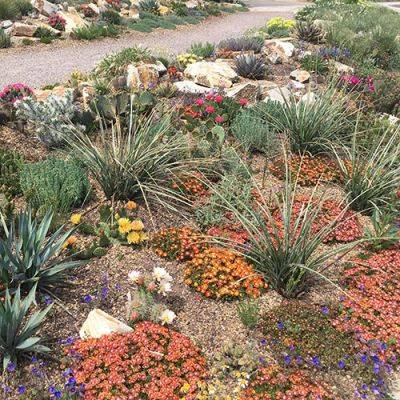 Captivating Combination: Cold-Hardy Cacti and Succulents - finegardening.com - state Texas - state Colorado