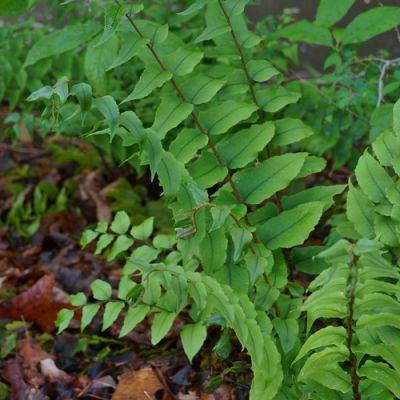 Evergreen Perennials for the Midwest - finegardening.com - Japan