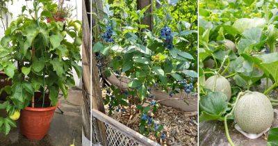 16 Fruits that Don't Grow on Trees - balconygardenweb.com