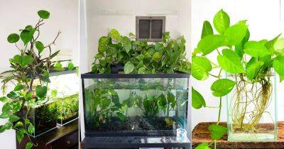 14 Awesome Pothos in Aquarium Ideas - balconygardenweb.com