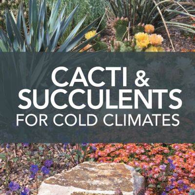 Cacti and Succulents for Cold Climates - finegardening.com