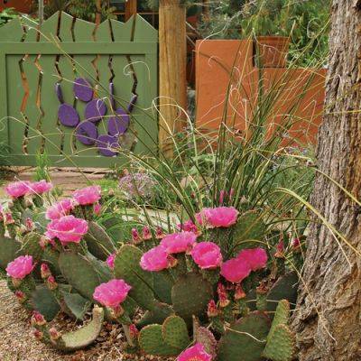 Tips for Growing Cacti and Succulents in Cold Zones - finegardening.com
