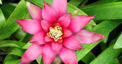 How to Care for Bromeliads After Blooming - gardenerspath.com