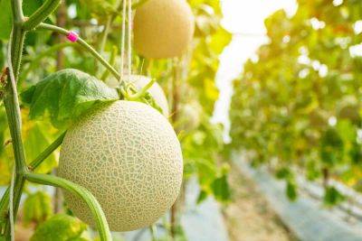 21 best companion plants for cantaloupe + 9 to avoid - growingfamily.co.uk