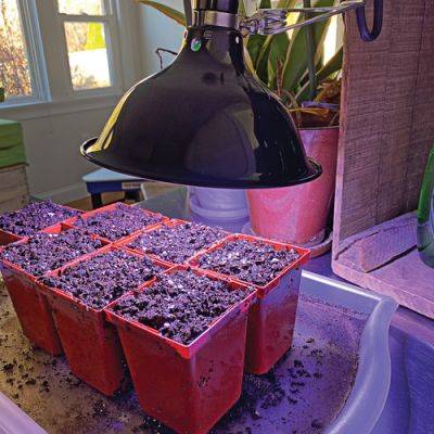 Tips for Starting Annual Seeds Indoors Successfully - finegardening.com