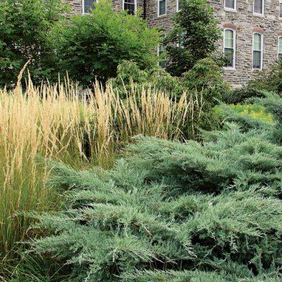 9 Special Junipers with Unique Forms for the Garden - finegardening.com