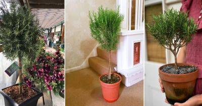 How to Grow Rosemary as a Tree - balconygardenweb.com