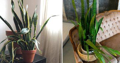 Snake Plant Leaves Falling Over: 10 Reasons and Solutions - balconygardenweb.com
