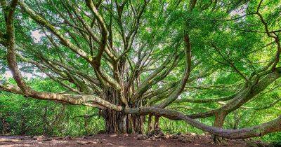 How to Grow and Care For Ficus - gardenerspath.com - India