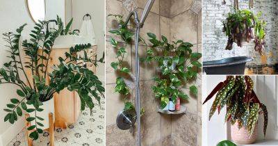 22 Best Shower Plants | Plants to Keep in Shower - balconygardenweb.com - city Boston