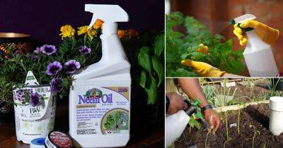Do You Spray Neem Oil on Soil or Leaves? Best Way to Do It - balconygardenweb.com