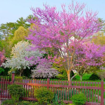 Flowering Trees in Tingshu’s Garden - finegardening.com - state Massachusets