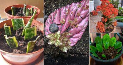 Never Throw Leaves of These 15 Plants! They'll Grow! - balconygardenweb.com - city Sansevieria