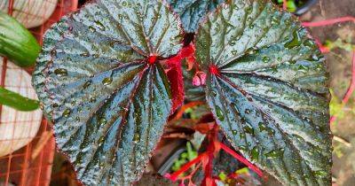 How to Grow and Care for Angel-Wing Begonias - gardenerspath.com - France