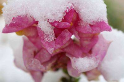 Why You Should Grow Snapdragons Outside In Winter - thespruce.com