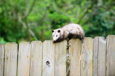 How To Keep Opossums Out Of Your Yard, According To Experts - southernliving.com - Georgia - state Virginia