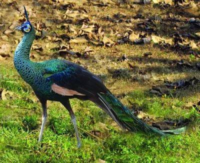 What Does it Mean When a Peacock Crosses Your Path - balconygardenweb.com - India - Greece