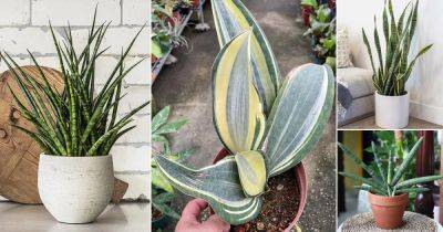 35 Types of Snake Plant Varieties to Grow Indoors | Best Sansevierias - balconygardenweb.com - city Sansevieria