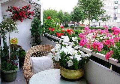 Best Flowers for Balcony Garden - balconygardenweb.com