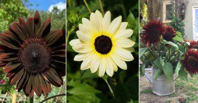 5 Beautiful Black and White Sunflower Varieties - balconygardenweb.com - Russia