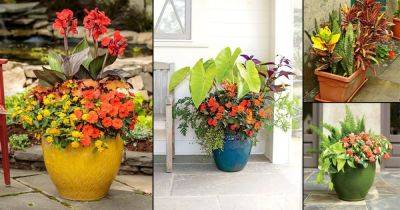 16 Stunning Heat-Loving Plant Combos for Containers - balconygardenweb.com