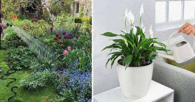 What is the Worst Time to Water Plants and the Best? - balconygardenweb.com