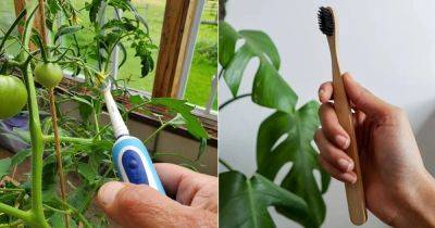 11 Fantastic Toothbrush Uses in the Garden - balconygardenweb.com