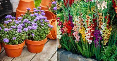 3 Beautiful September Birth Month Flowers - balconygardenweb.com - Greece