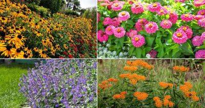 38 Beautiful Flowers that Attract Butterflies - balconygardenweb.com - Russia