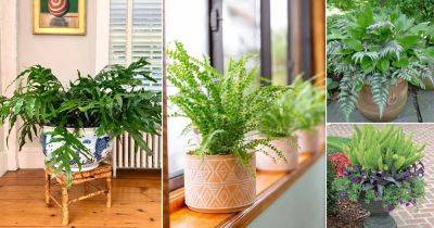 30 Best Ferns for Containers that Grow Indoors & Outdoors Easily - balconygardenweb.com