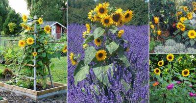 42 Best Sunflower Companion Plants - balconygardenweb.com