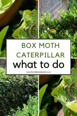 How to spot box tree moth caterpillars – the best ways to deal with it! - themiddlesizedgarden.co.uk - Usa - Britain - Canada