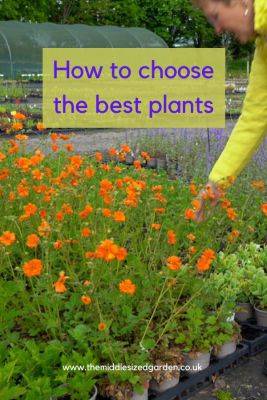 5 top tips on how to choose the best plants for your garden - themiddlesizedgarden.co.uk