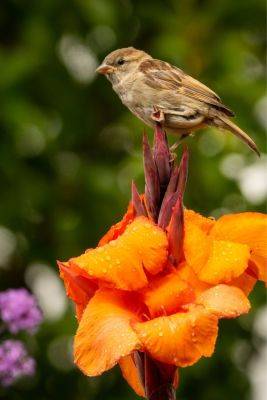 Gardening for biodiversity – why changing the rules is good news for garden lovers! - themiddlesizedgarden.co.uk - Usa - Britain