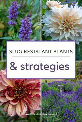 5 types of slug resistant plants – the easy way to beat snails and slugs in the garden - themiddlesizedgarden.co.uk