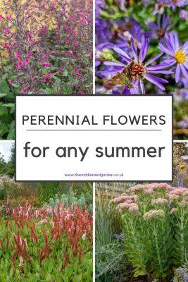 10 beautiful but tough perennials for too wet and too dry summers - themiddlesizedgarden.co.uk - Usa - Britain - Canada - France - Australia - city Seattle - New Zealand