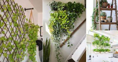 19 Best Ways to Display Indoor Vines in Style - balconygardenweb.com