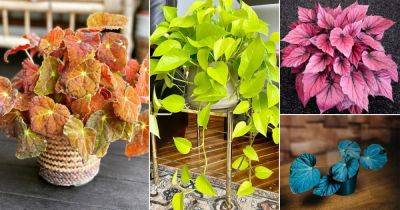 19 Striking Neon Houseplants | Plants with Neon Foliage - balconygardenweb.com