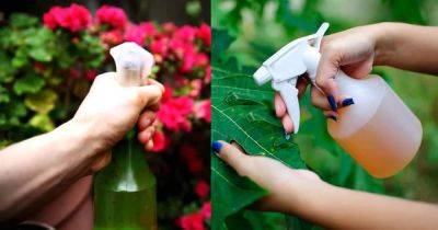 This Amazing Natural Pesticide Recipe Is So Effective You Can Get Rid Of Pests In No Time - balconygardenweb.com