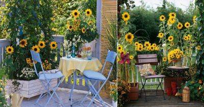 How To Grow Sunflowers On The Balcony - balconygardenweb.com